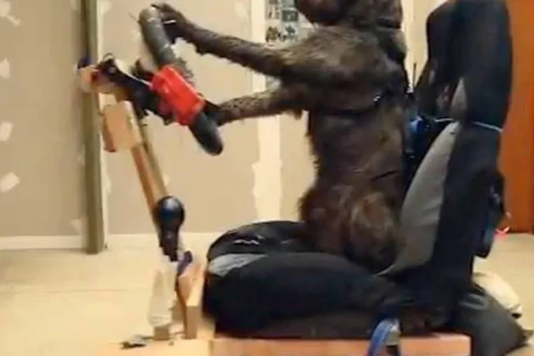 Cachorros Porter, Ginny e Monty foram treinados por uma equipe especializada em uma espécie de veículo adaptado  (Reprodução youtube)