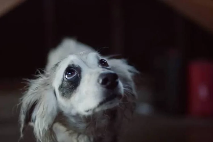 Cachorro em comercial da Honda (Reprodução)