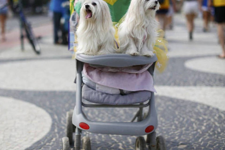 Até cachorros entram no clima de Copa do Mundo