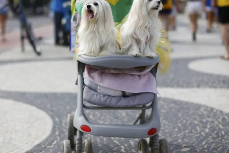 Cachorros enfeitados para a Copa do Mundo de 2014 (Darren Staples / Reuters)