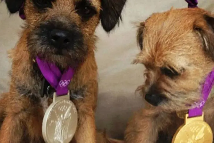 
	Cachorros de Andy Murray usam as medalhas: o destino das medalhas &eacute; bem variado ap&oacute;s o fim dos Jogos
 (Divulgação/Twitter)