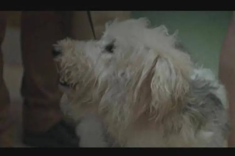
	O filme &quot;Encontros&quot;, da Dog Chow, foi criado especialmente para &eacute;poca de Natal
 (Reprodução/YouTube)
