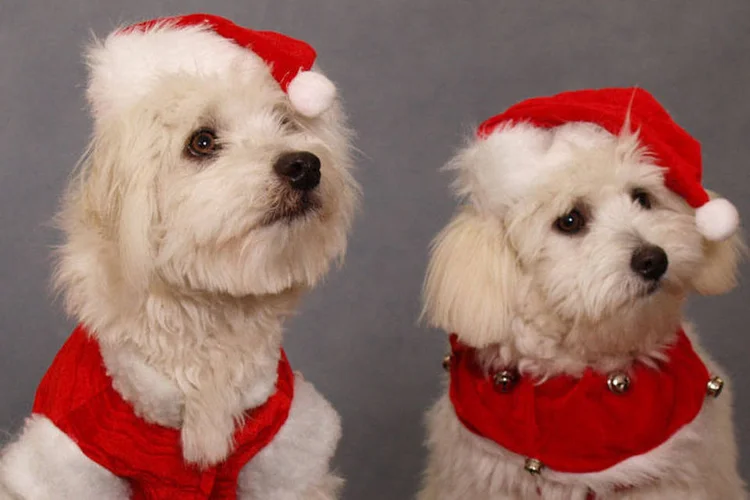 Para pets (Free Images)