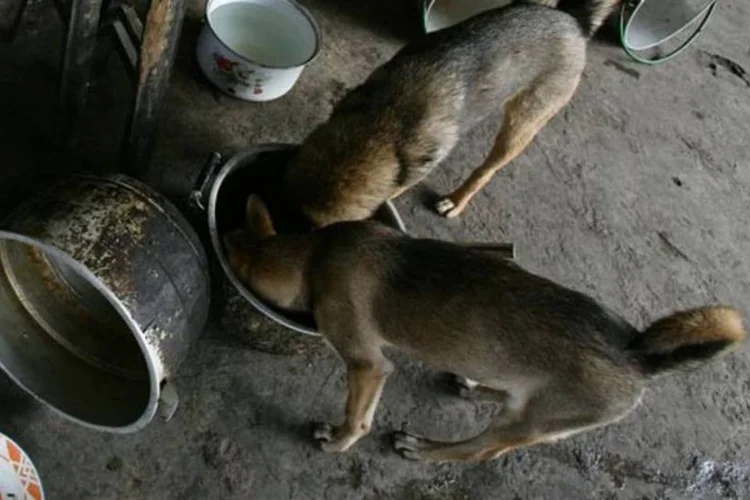 Segundo o nutricionista Mike Konowalski, cachorros comem melhor do que humanos (Getty Images)