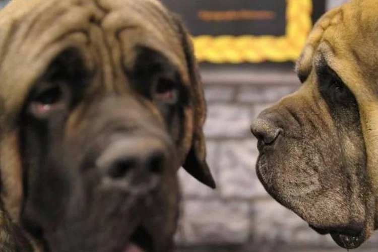 Sistema ajudará a monitorar animais infectados com a Leishmaniose Visceral Americana (Michael Loccisano/Getty Images)
