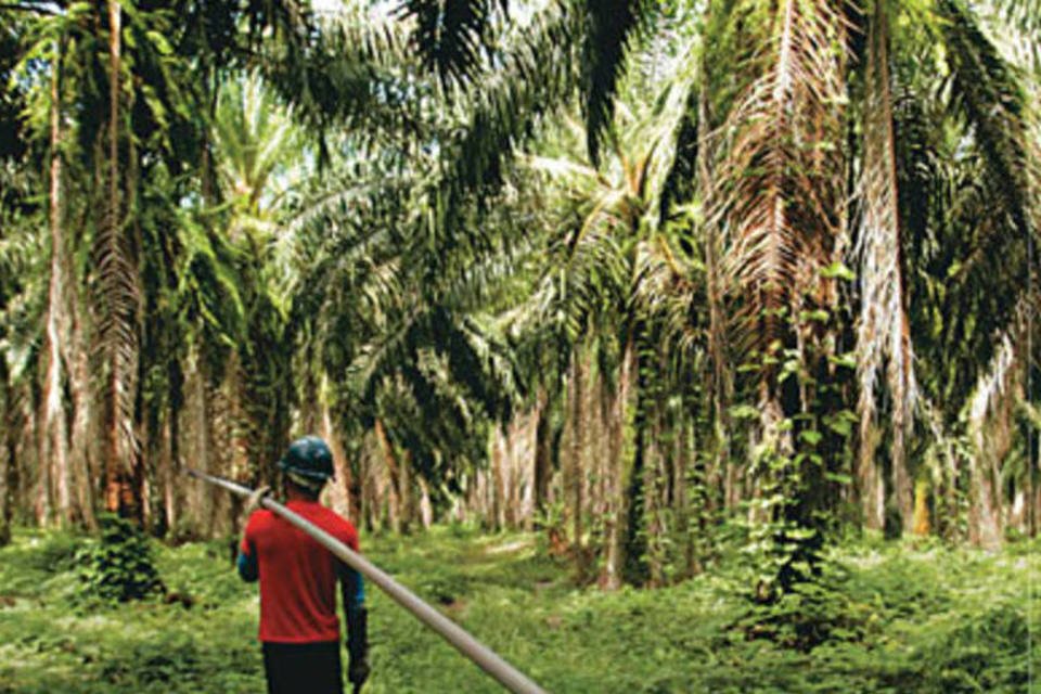 Vale inaugura usina de óleo de palma no Pará