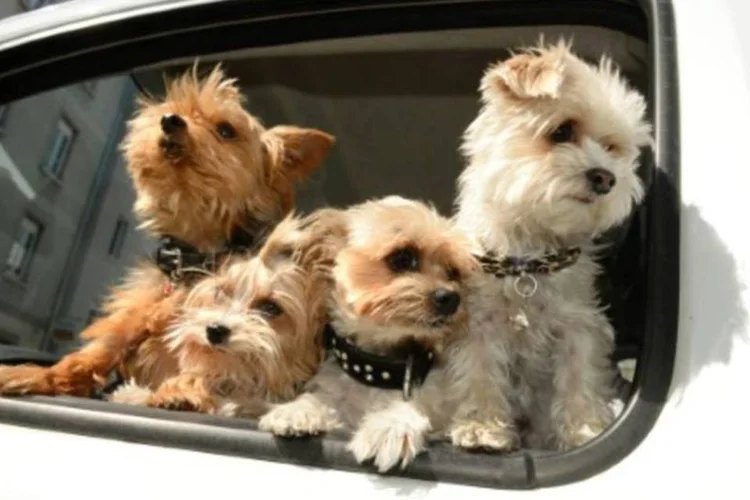 
	Cachorros: mulher mantinha 23 animais em casa, e os xingava constantemente, o que rendeu multa e puni&ccedil;&atilde;o
 (Felix Kaestle/AFP)