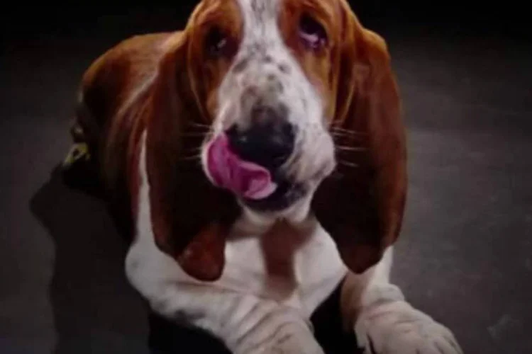 Cães em ensaio para Sony: três cachorros fazem movimentos em câmera lenta (Reprodução/YouTube/Sony Xperia BR)