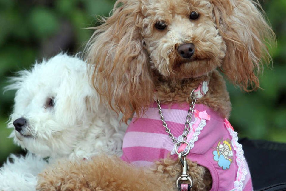 Estudante da USP faz lã com pelos de cão poodle