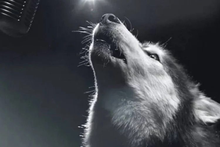 Cachorro canta em campanha de conscientização: Dogs Sing for a Cure faz parte da campanha Keep Cancer on a Leash, criada pela agência Red Urban (Reprodução)