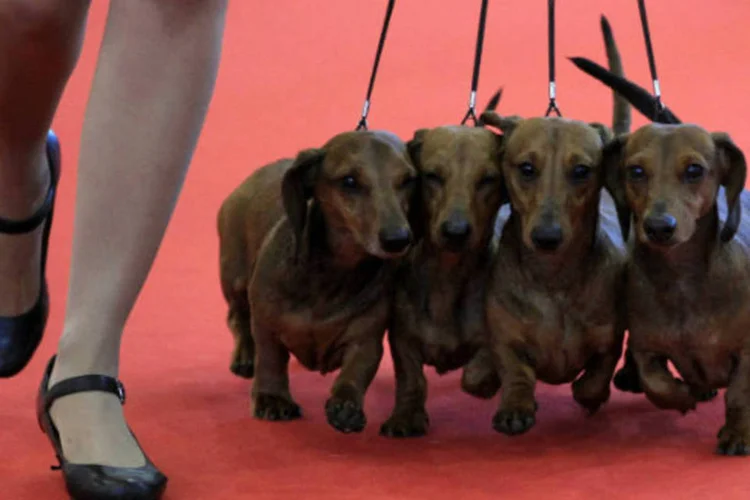 
	Entre as ra&ccedil;as de c&atilde;es que poder&atilde;o circular nos &ocirc;nibus, est&atilde;o yorkshire, poodle, shitszu, dachshund (foto), pug e vira-latas de pequeno porte
 ( REUTERS/Laszlo Balogh)