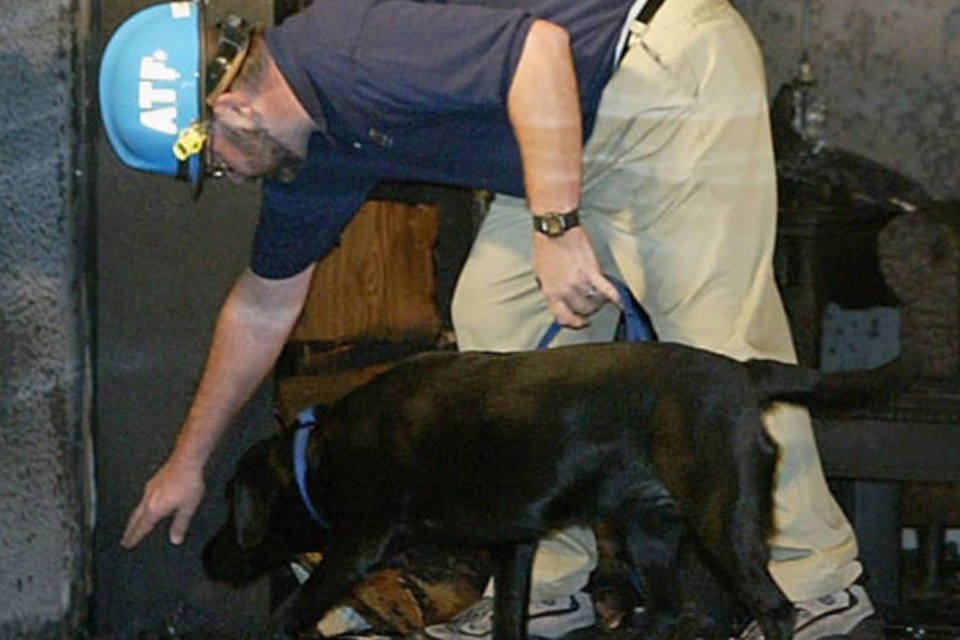 Cães são agentes treinados para a guerra contra o terror