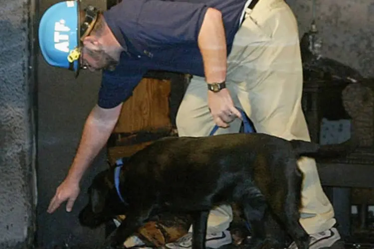 Cão do Centro Nacional de Treinamento de Cães do Escritório de Álcool, Tabaco, Armas de Fogo e Explosivos (Getty Images)