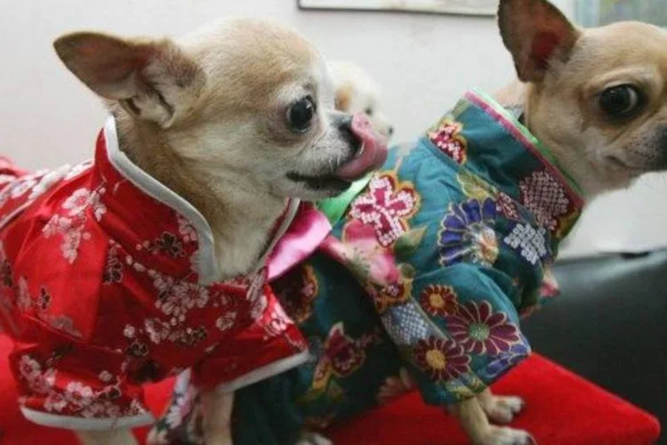 Pet shops: humanização dos animais de estimação levou segmento a movimentar R$ 11 bilhões em 2010 (Getty Images)
