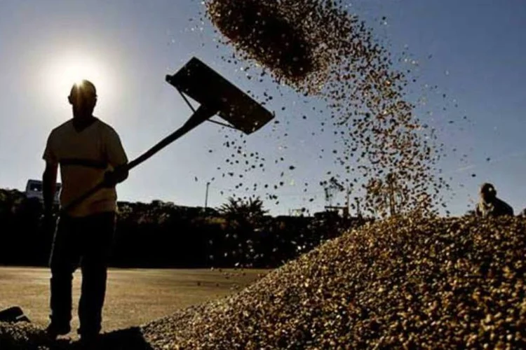 
	Secagem de gr&atilde;os de caf&eacute; em fazenda no Brasil: no &uacute;ltimo ciclo de baixa, em 2011/12, a produ&ccedil;&atilde;o brasileira de caf&eacute; foi de 43,5 milh&otilde;es de sacas
 (Leandro Moraes)