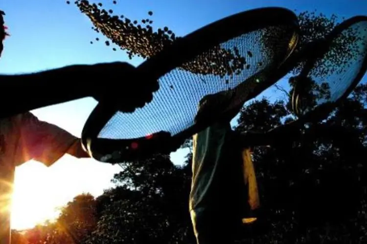 
	Fazenda de caf&eacute;: tempo adverso tem resultado em um baixo n&uacute;mero de intern&oacute;dios --intervalo entre as gemas de crescimento do caule para a forma&ccedil;&atilde;o dos gr&atilde;os da colheita futura
 (Mauricio Lima/AFP)