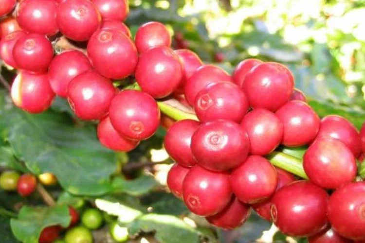 As exportações de café brasiliero somaram US$ 606,1 milhões em fevereiro