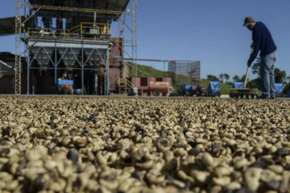 Governo fixa parâmetros para contratos de opção de café