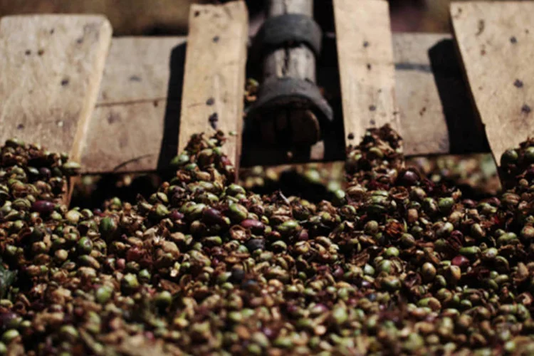 Produção de café parece não ter sofrido, de acordo com relatos iniciais de agrônomos e trabalhadores de cooperativas na região (Bloomberg)