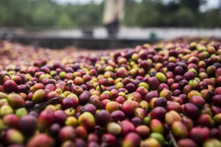 Café: em fevereiro, as exportações de café verde do Brasil somaram 2,5 milhões de sacas, contra 1,97 milhão de sacas embarcadas no mesmo período do ano passado (Café)