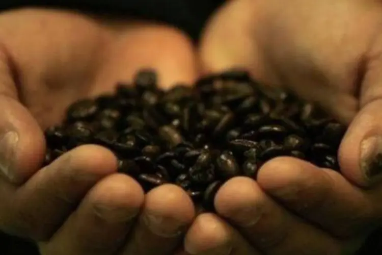 O melhor desempenho se deve principalmente às condições climáticas favoráveis na maioria das regiões produtoras e aos bons preços do café (Mike Clarke/AFP)
