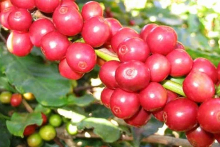 cafe_wiki-jpg.jpg (.)
