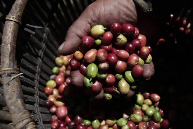 Café: região Sudeste, líder na produção nacional, respondeu por 90,7 por cento do estoque total brasileiro (Bloomberg/Bloomberg)
