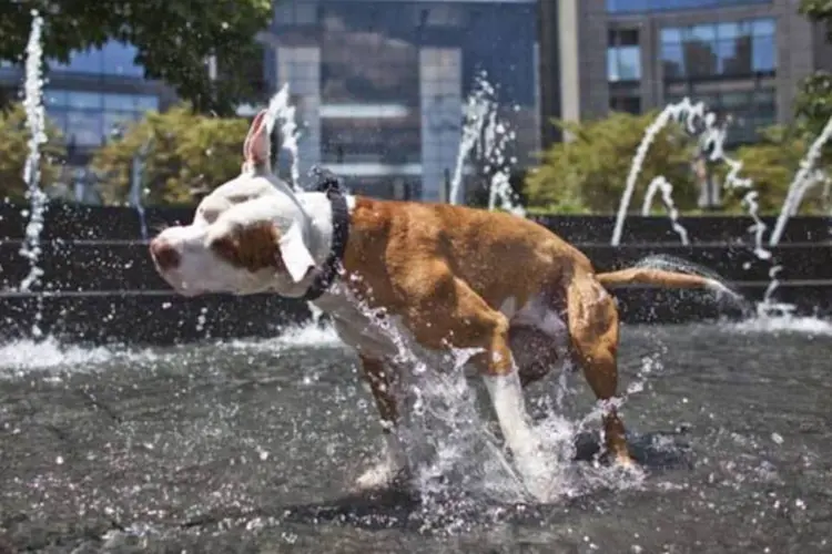 Cachorro toma banho em fonte (Getty Images)