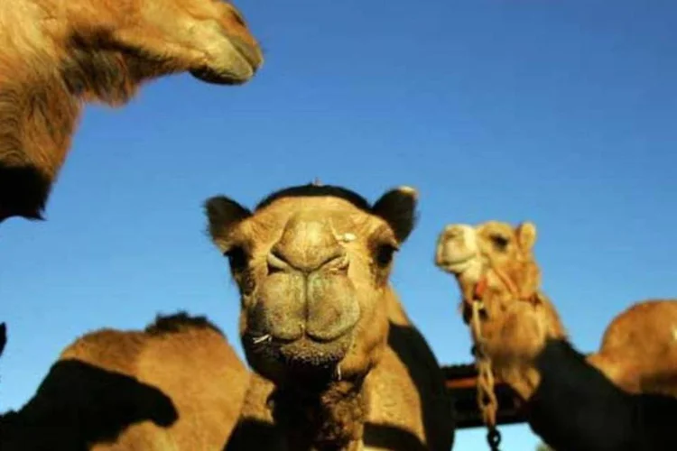
	Camelos: o valor da recompensa para o camelo mais bonito varia entre US$ 26 mil e US$ 52 mil
 (Ezra Shaw/Getty Images)