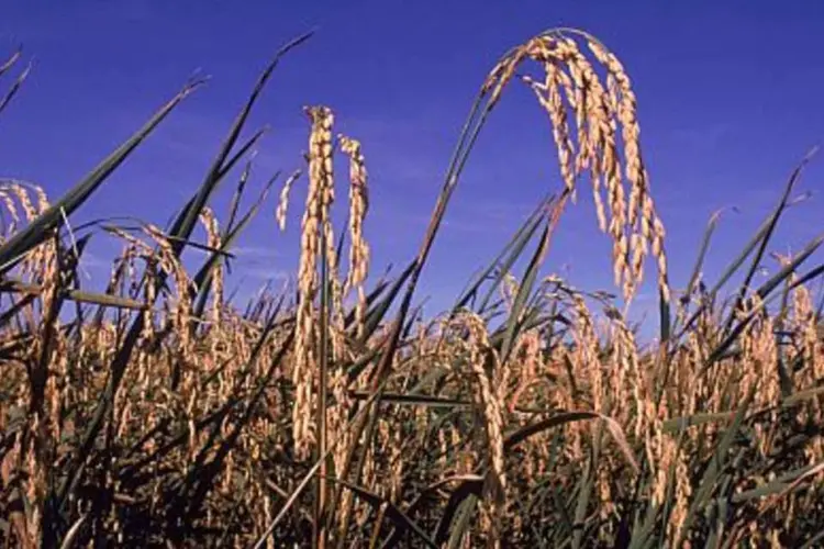 Plantação de arroz: Camil lidera vendas do alimento no país