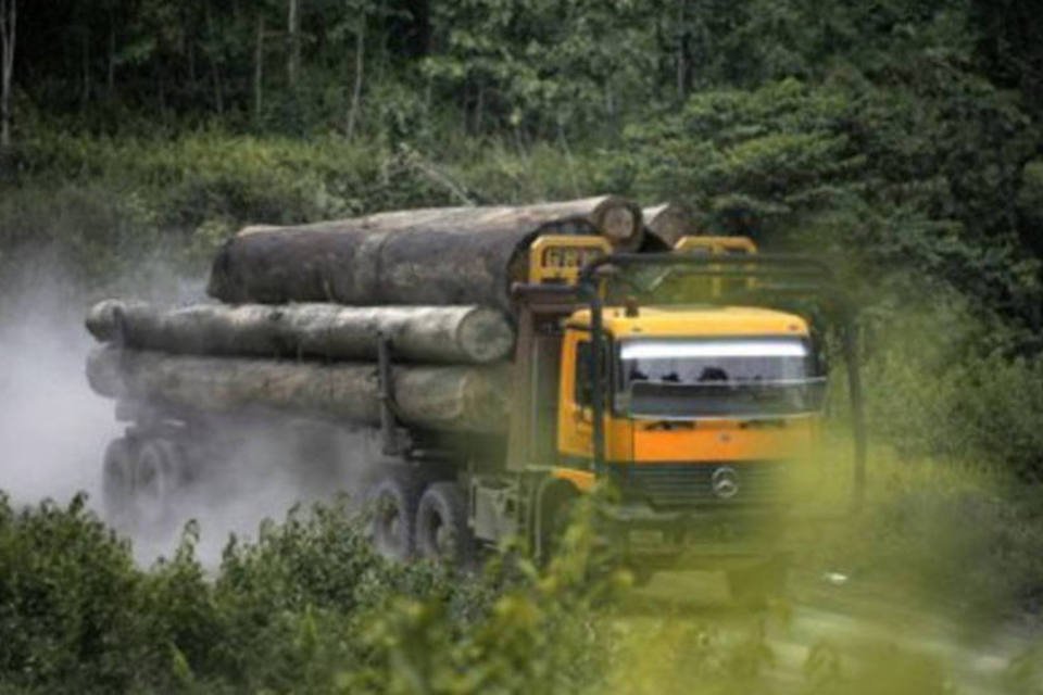 Malásia quer triplicar lucros com exploração da madeira