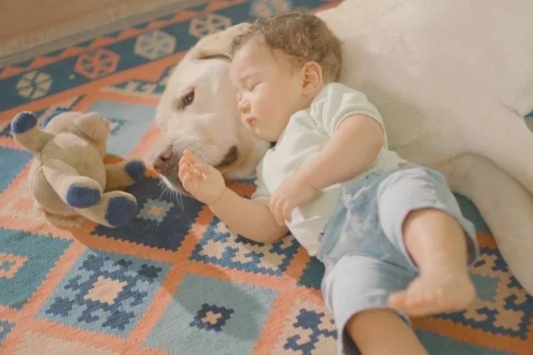 Campanha que mostra a "A Terapia do Amor Incondicional", com cães (Reprodução)