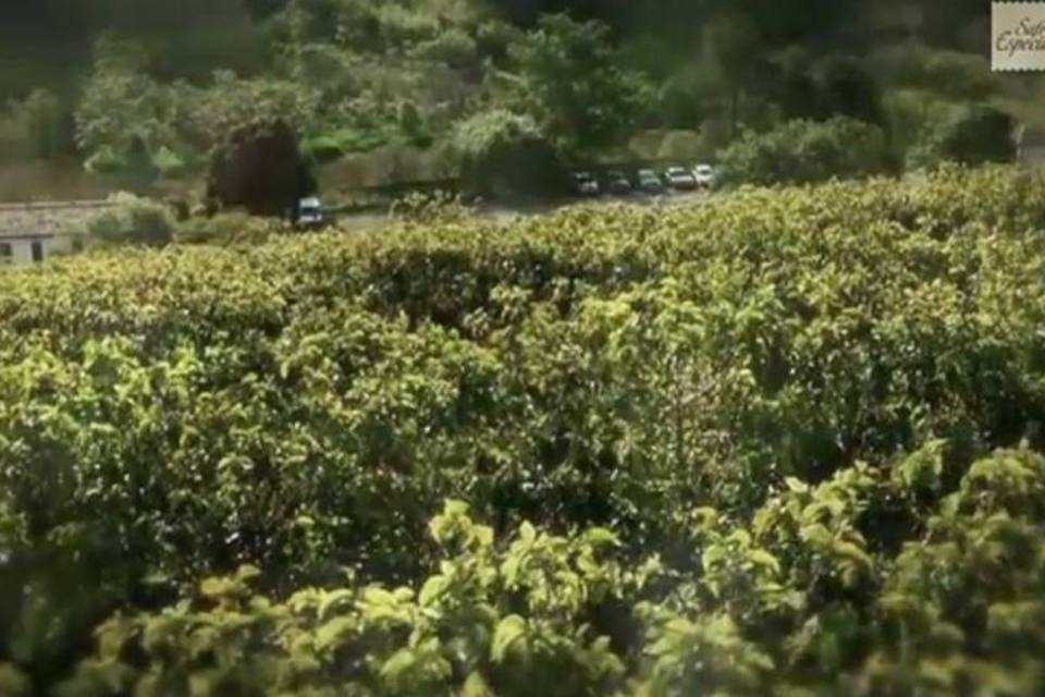 Pilão leva consumidores a fazenda de café