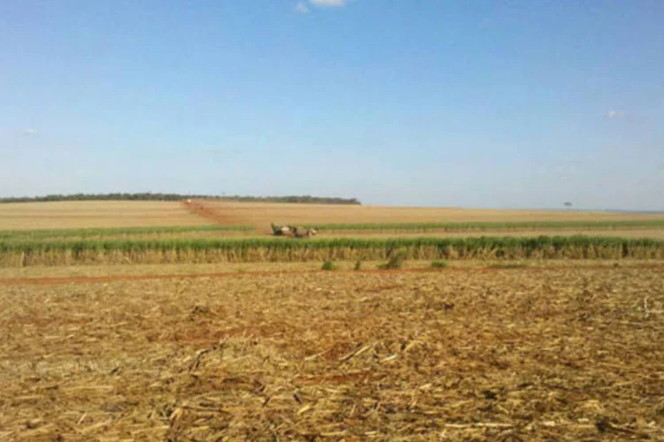 
	Planta&ccedil;&atilde;o: a agropecu&aacute;ria, que havia puxado o PIB do terceiro trimestre, registrou queda de 5,2% na compara&ccedil;&atilde;o com o imediatamente anterior e de 7,5% e de 2,3% no ano
 (Divulgação)