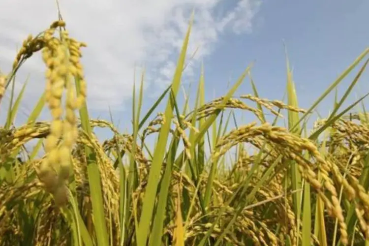 Campo de arroz perto de Fukushima: plantio está proibido em um raio de 20 quilômetros da usina  (Kim Kyung Hoon/Reuters)