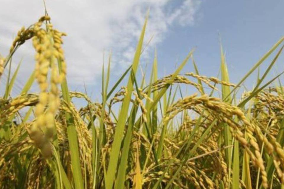 Japão detecta radiação elevada em arroz na região de Fukushima