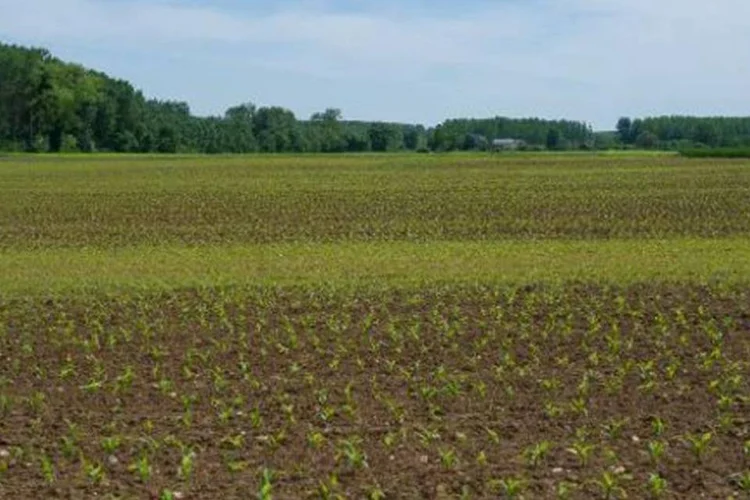 
	Campo de milho: produ&ccedil;&atilde;o total de gr&atilde;os da China cresceu quase 1 por cento, para 607 milh&otilde;es de toneladas
 (Guillaume Souvant/AFP)