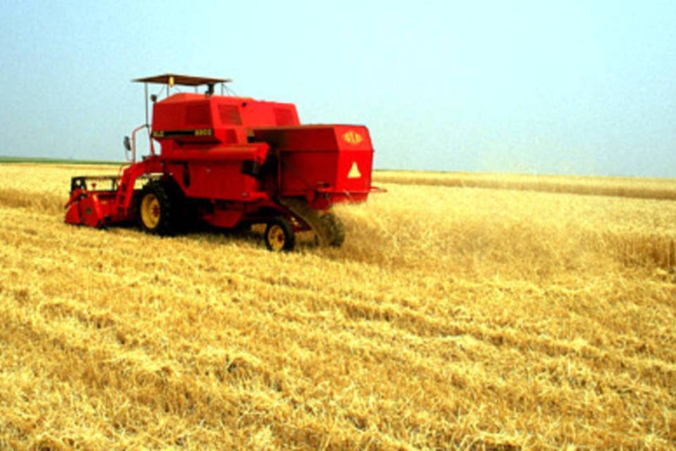 Colheita de trigo: Heringer adquire fábrica para desativar outra