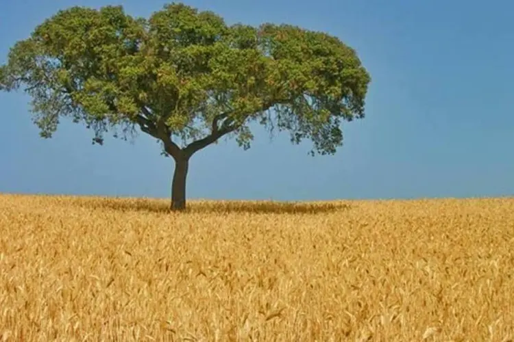 
	Campo de trigo: a &Iacute;ndia, segundo maior produtor global do mundo, normalmente consome a maior parte de sua safra.
 (Faísca/Wikimedia Commons)