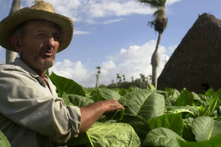 
	Agricultor em Cuba:&nbsp;&quot;temos que ver de que maneira a agricultura familiar pode ter um papel no mundo econ&ocirc;mico&quot;,&nbsp;&nbsp;disse o comiss&aacute;rio europeu de Agricultura
 (Getty Images)