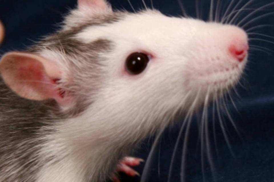 Cientistas usam simulações para evitar testes em animais