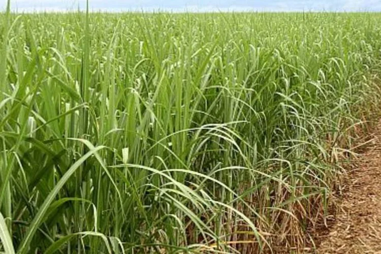 Cana: essa é a maior unidade do mundo a produzir em escala industrial o eteno a partir de matéria-prima 100% renovável, a cana de açúcar (.)