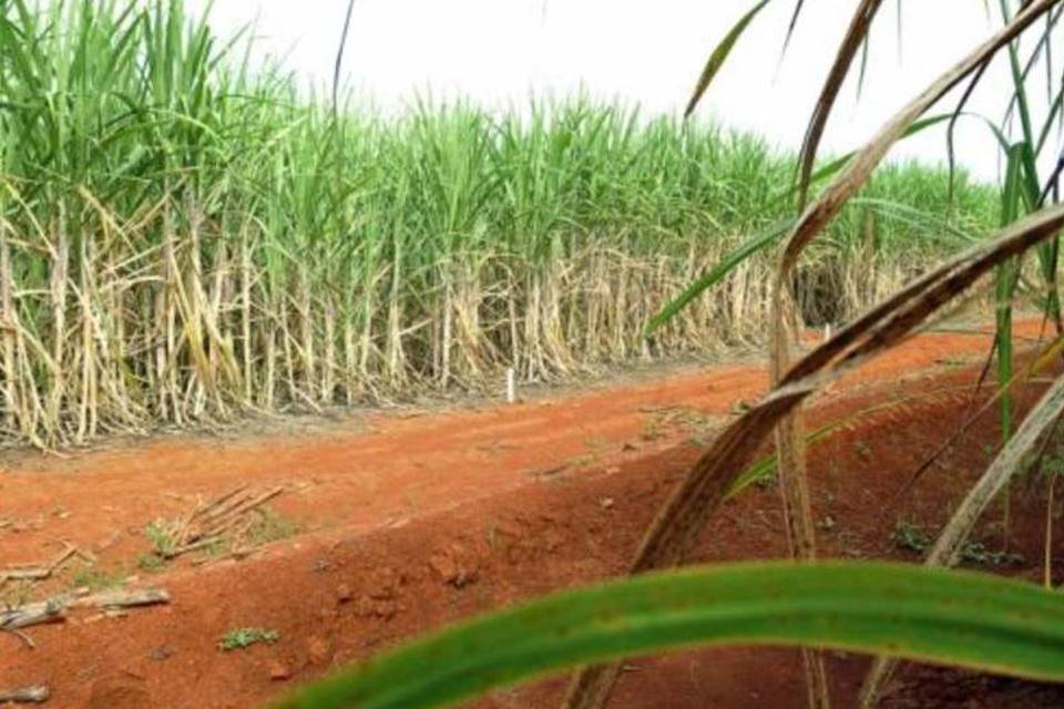Produção de açúcar do centro-sul atinge 2,86 mi de toneladas