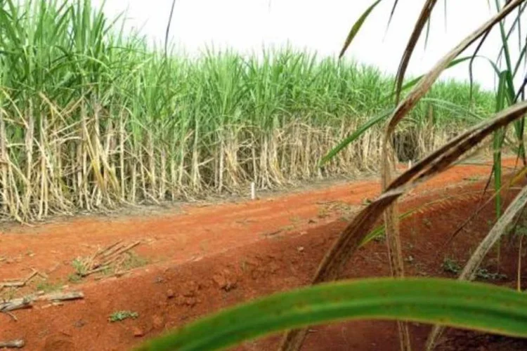 
	Massa de ar quente sobre as &aacute;reas de cultivo do Sudeste come&ccedil;ou a se dissipar cerca de uma semana atr&aacute;s, permitindo que a entrada de frentes frias e a ocorr&ecirc;ncia de chuvas
 (Elza Fiúza/Agência Brasil)