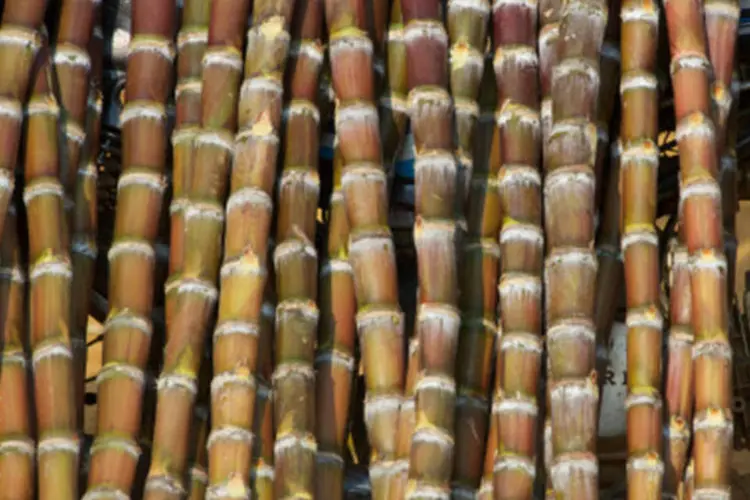 
	Cana de a&ccedil;&uacute;car: entre as grandes safras paulistas, as de caf&eacute; e cana foram especialmente prejudicadas pela seca hist&oacute;rica
 (Getty Images)