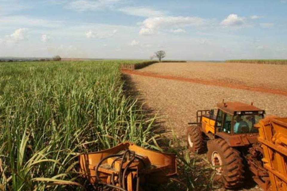 Cana: Brasil processará 632 milhões de toneladas de cana-de-açúcar neste ano, contra 643,2 milhões na temporada anterior (Kiko Ferrite)