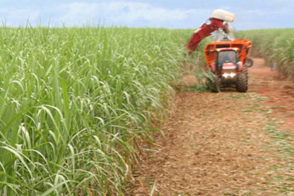 Datagro vê mais cana para etanol diante de atual preço do açúcar