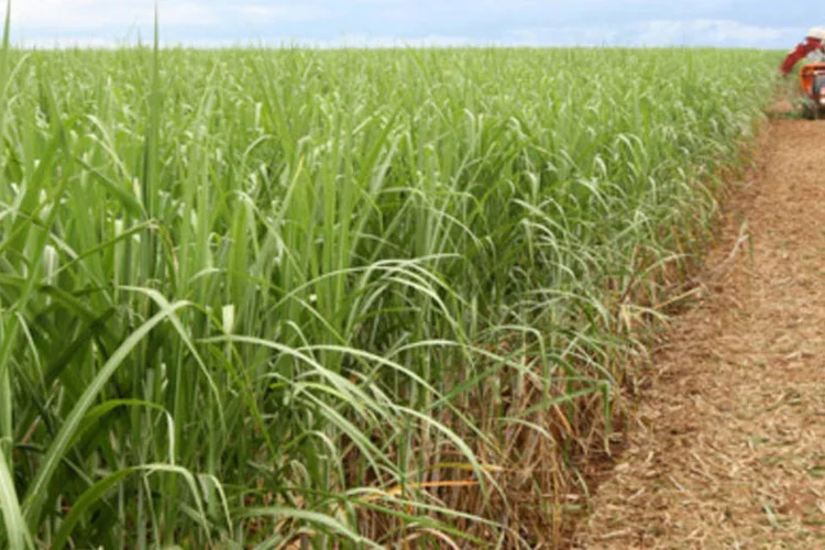 Plantação de cana-de-açúcar em fazenda na cidade de Pedro Afonso, TO (.)