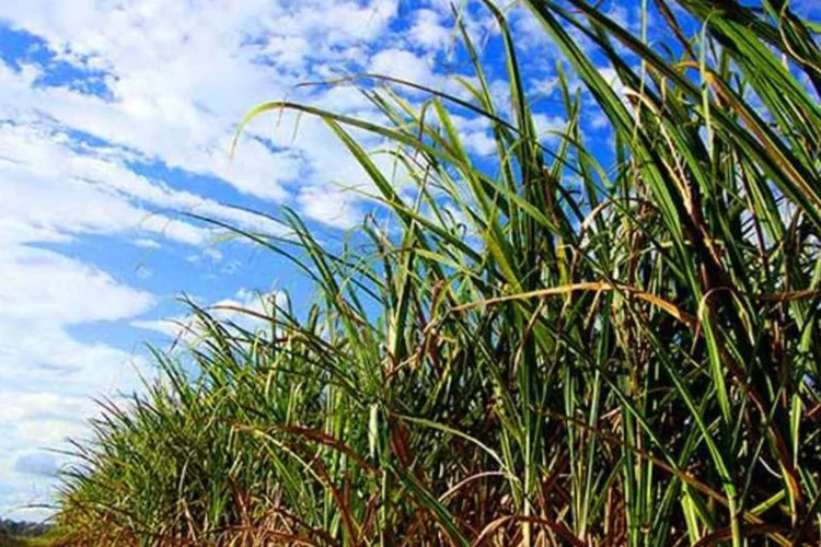 
	Planta&ccedil;&atilde;o de cana da Biosev: as fam&iacute;lias, que det&ecirc;m 5,85% da empresa, negociam um pacote de remunera&ccedil;&atilde;o para deixar a companhia
 (Divulgação)