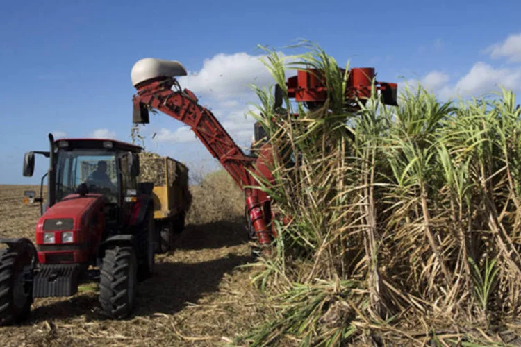Entre 1961 e 2010 o trigo e o milho, que contam com programas de melhoramento assistido pela genômica, tiveram aumento da eficiência de produção por hectare muito superior ao da cana (Bloomberg)